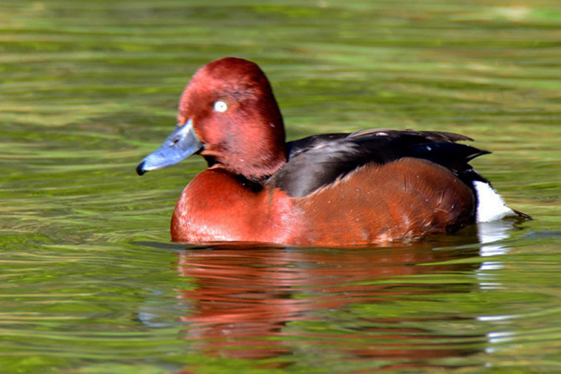 Moorente MedienwerkstattWissen © 20062025 Medienwerkstatt