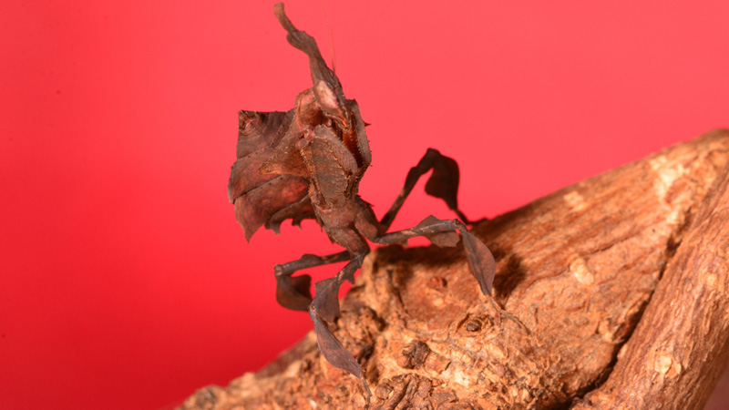 Geistermantis MedienwerkstattWissen © 20062024 Medienwerkstatt