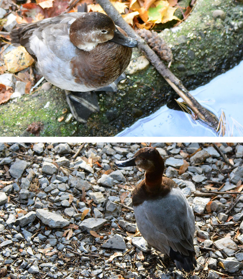 Zoo Wuppertal Der Große Teich MedienwerkstattWissen © 20062025
