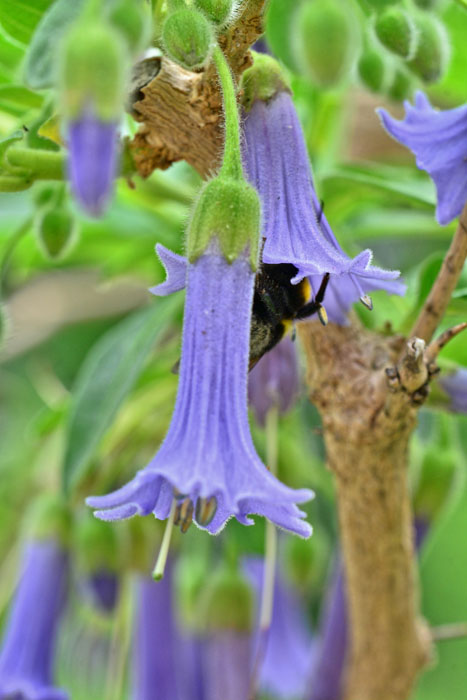 Veilchenstrauch MedienwerkstattWissen © 20062024 Medienwerkstatt