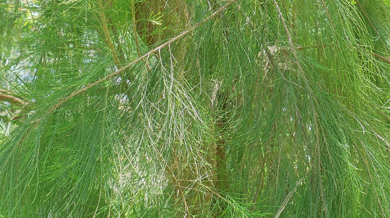 Schachtelhalmblättrige Kasuarine MedienwerkstattWissen © 20062023