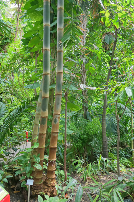 1 Moso Riesenbambus - Jungpflanze Im 0.5 Liter Topf - Lieferhhe: 10 Bis 20  Cm Moso Bambus Lieferhhe 10-20cm